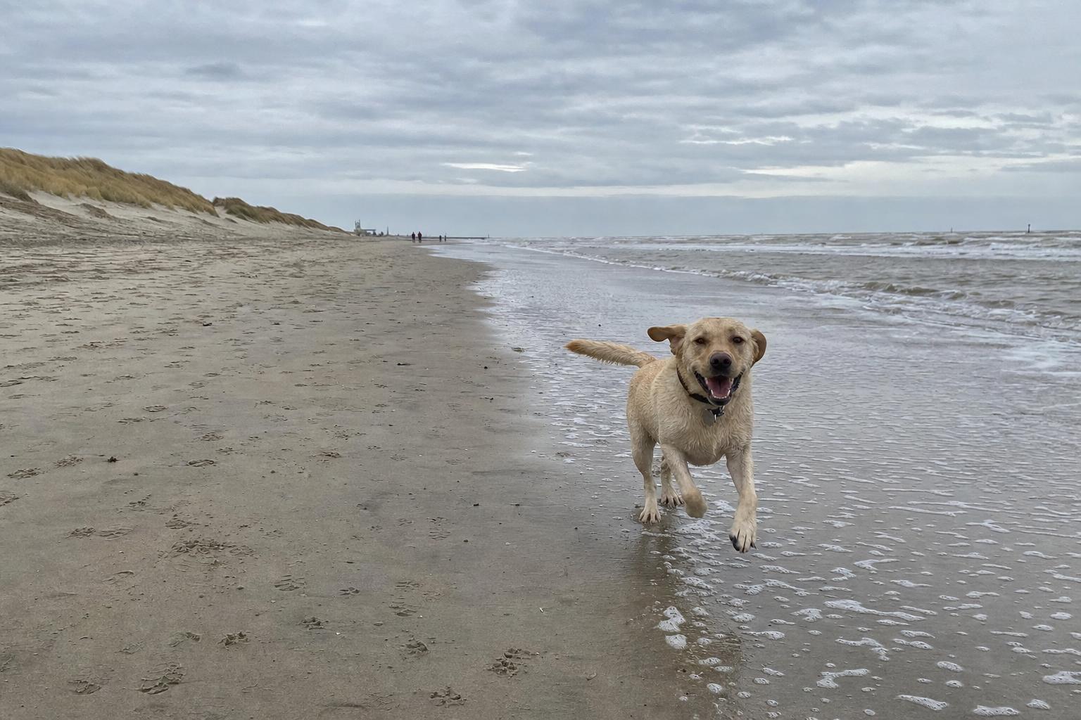 Hond rent los langs de vloedlijn van een breed hondenstrand