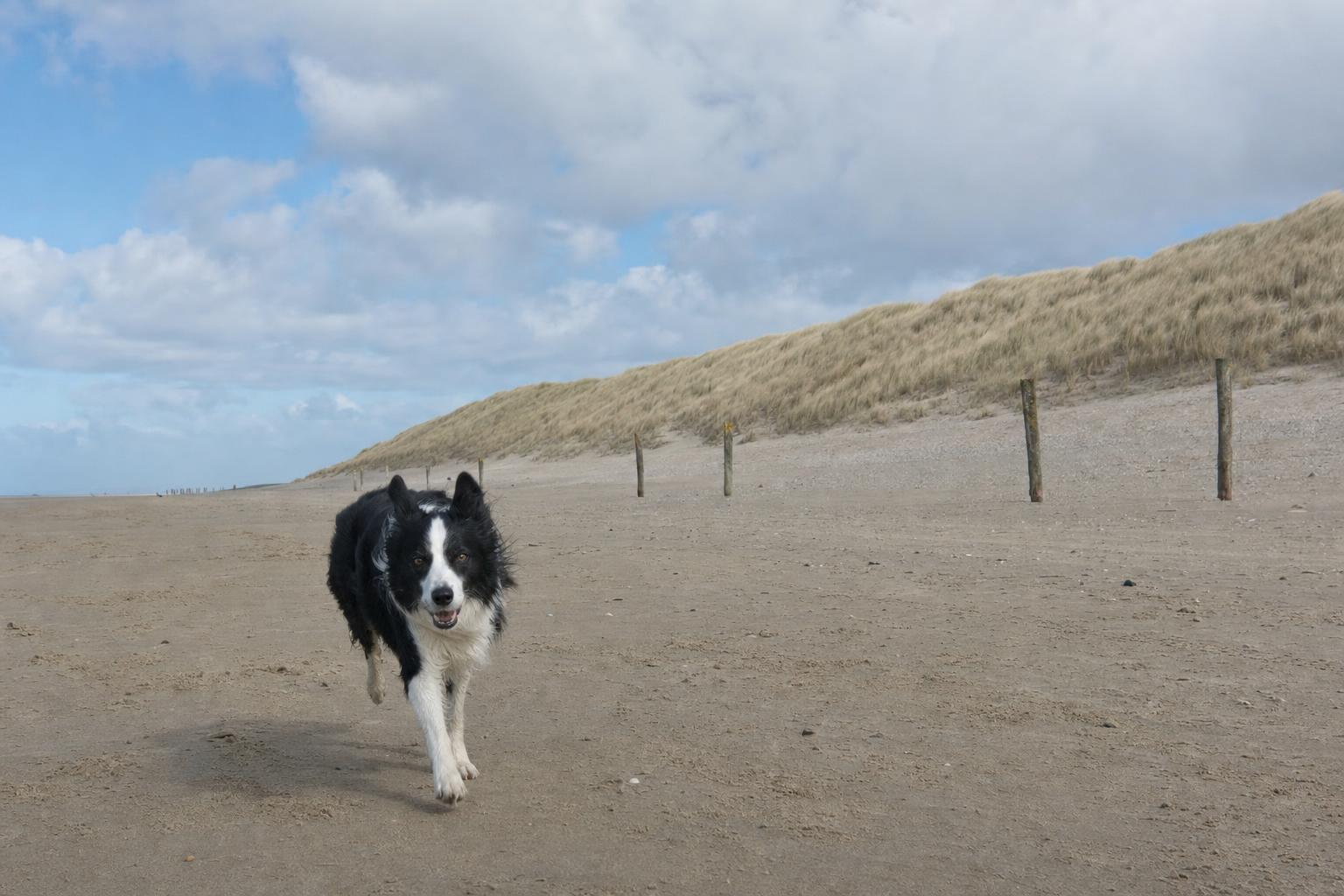 Hond loopt over het brede strand langs de duinenrij