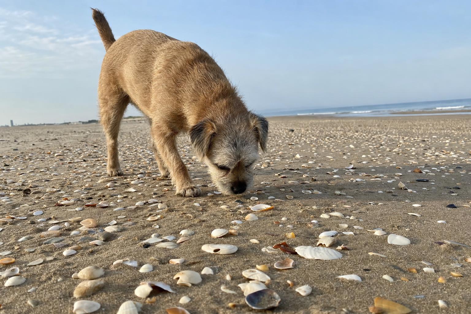 Hond snuffelt tussen de schelpen op een rustig strand