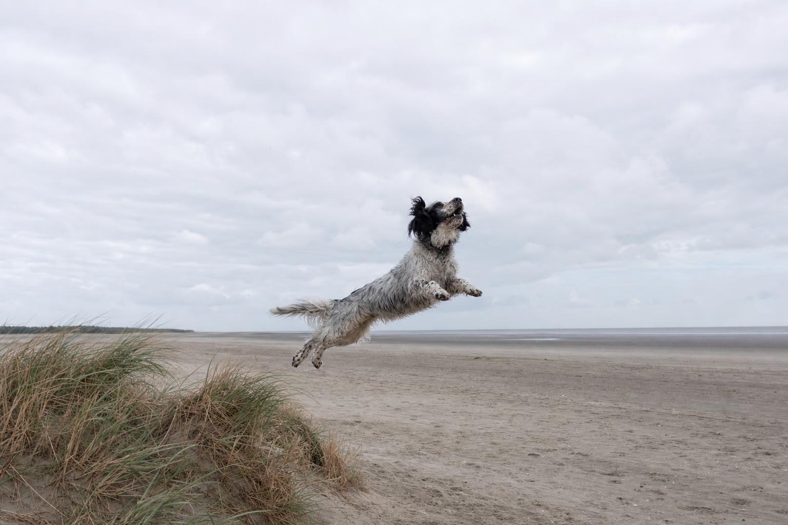 Spelende hond op een uitgestrekt leeg Waddenstrand
