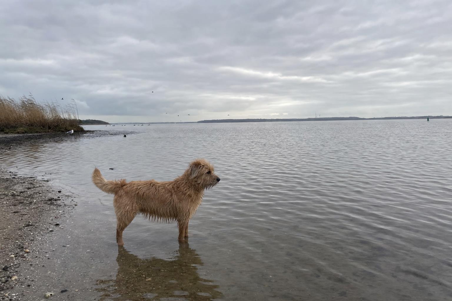 Hond staat in ondiep water aan de rand van het Lauwersmeer