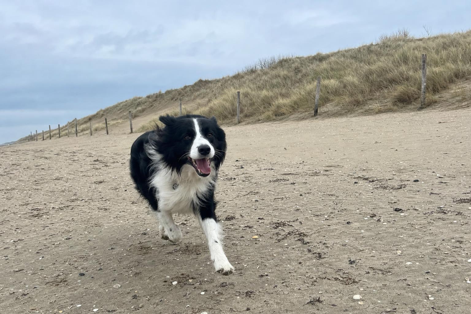 Hond rent over het brede strand langs de duinenrij