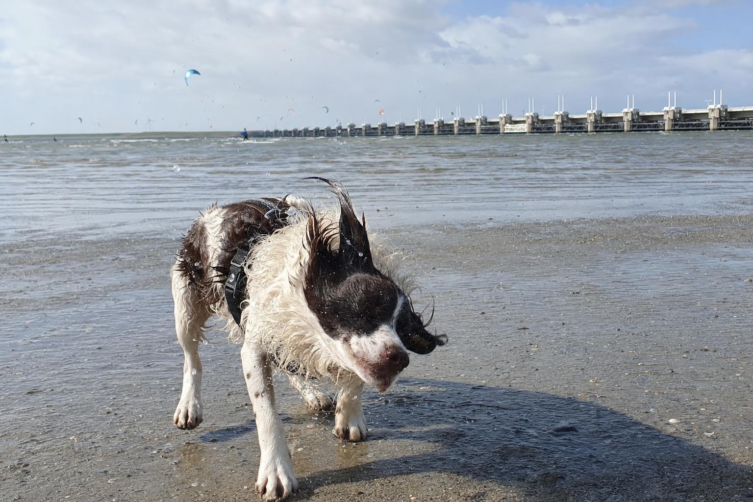 Natte hond bij de Brouwersdam met de Oosterscheldekering op de achtergrond