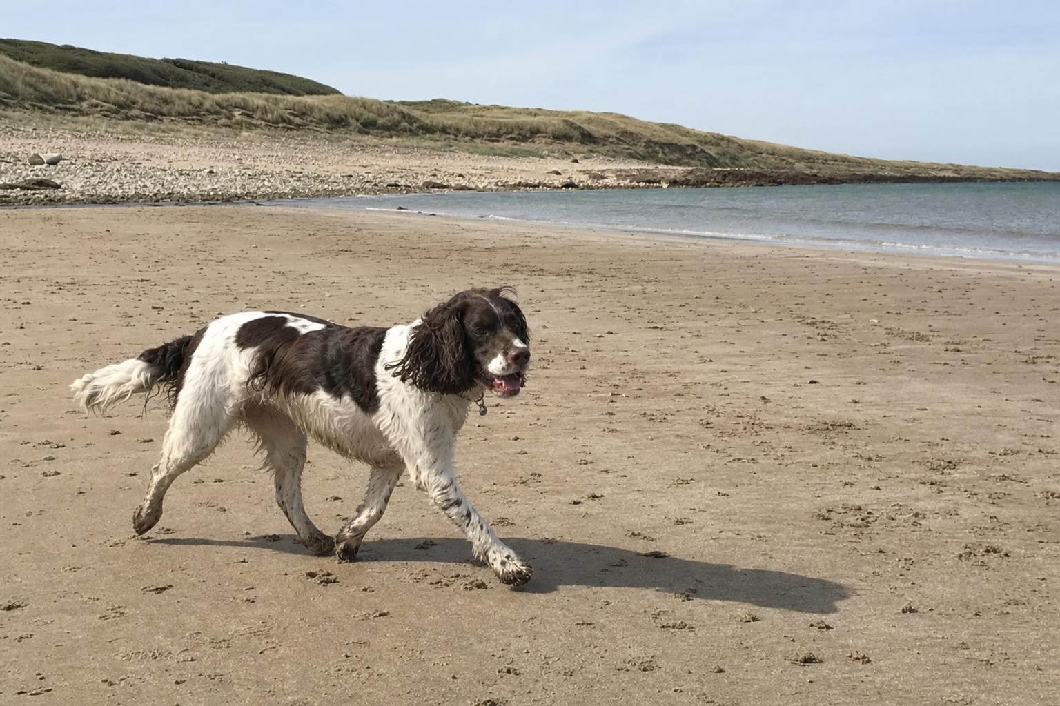 Hond op het strand onder de duinen op een warme dag
