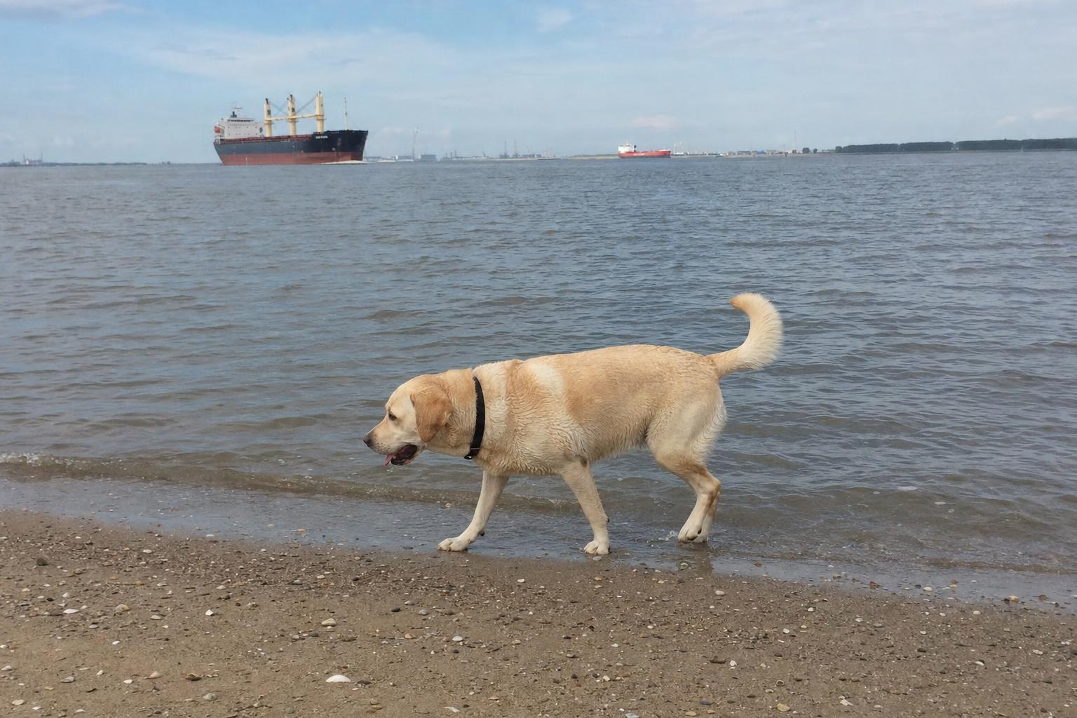 Hond langs de waterlijn met schepen op de Westerschelde in de verte