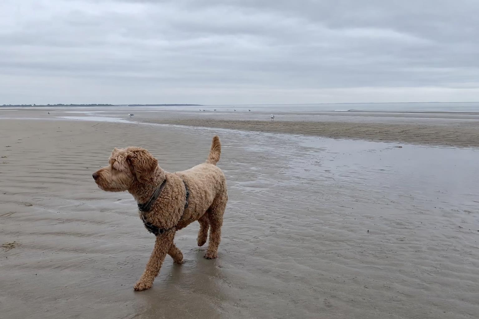 Hond verkent een rustig breed zandstrand