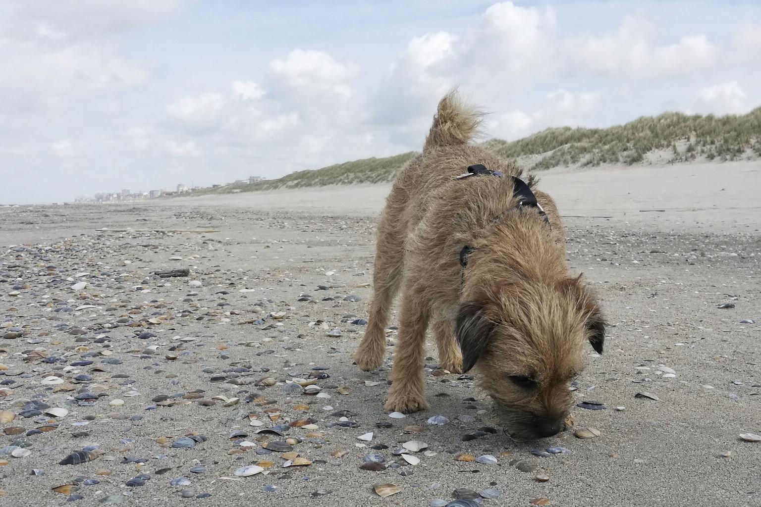 Hond snuffelt tussen de schelpen op een breed strand bij Cadzand
