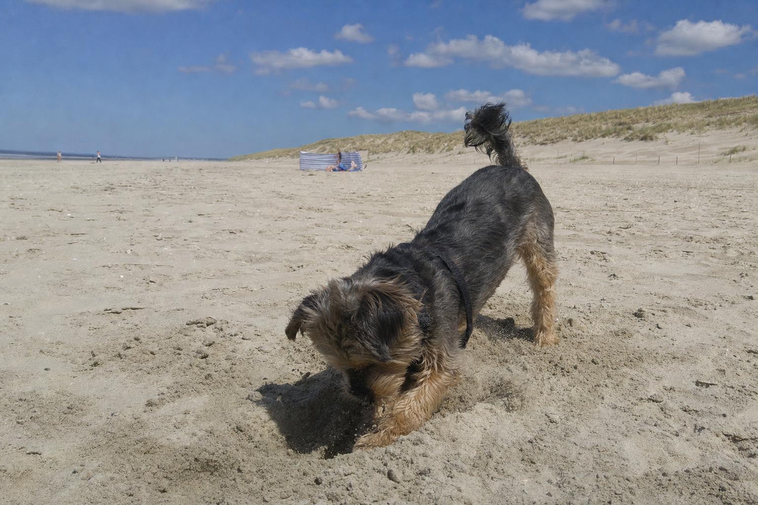 Hond graaft in het zand op een zonnige zomerdag